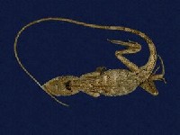 藏品(斯文豪氏攀蜥)的圖片